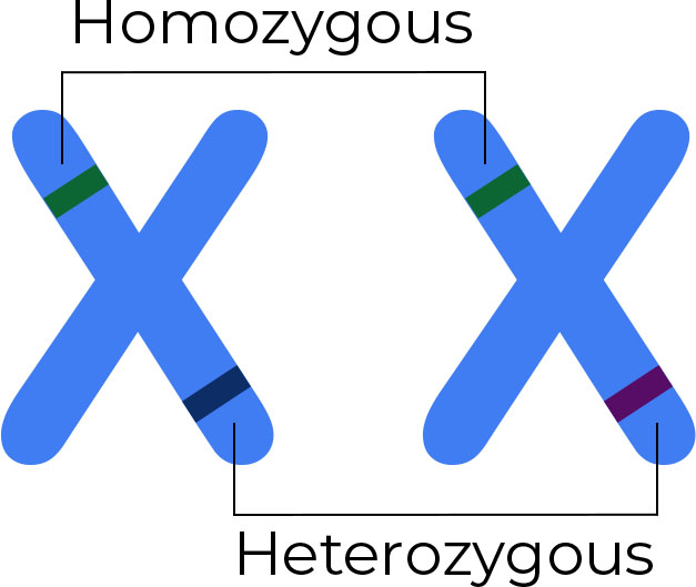 Homozygous vs. Heterozygous
